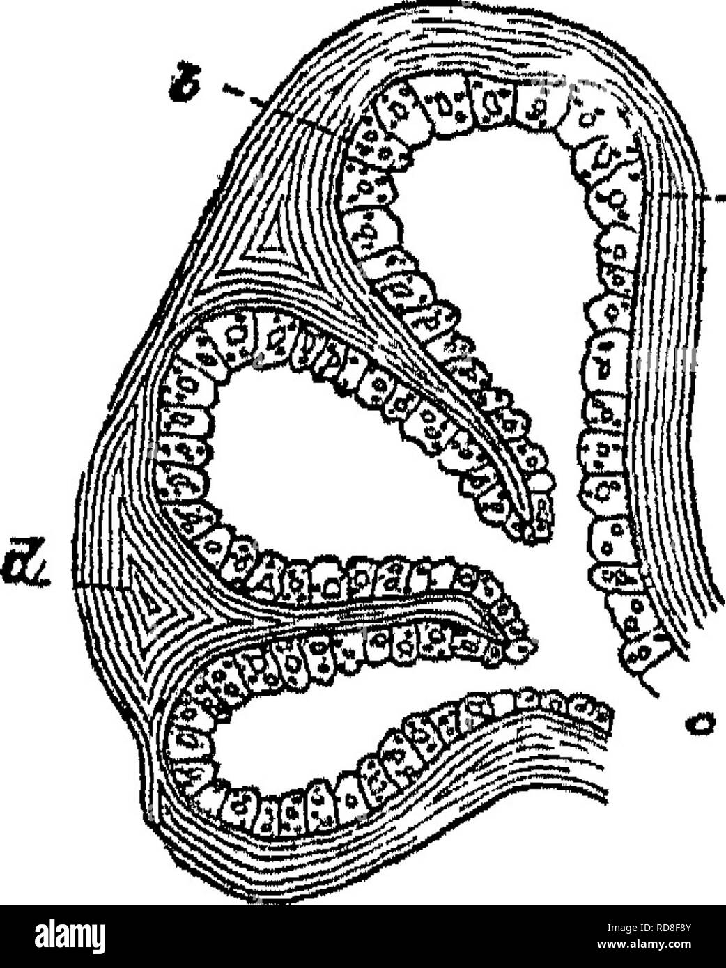 . Handbuch der Rinder - Fütterung. Eine Abhandlung über die Gesetze der Tierernährung und die Chemie von Futtermitteln in ihrer Anwendung auf die Fütterung von Tieren. Mit Illustrationen und einem Anhang mit nützlichen Tabellen. Feeds ; Rind ; Ernährung. Handbuch DER RINDER - FEEDIIS-O. TcXt!). Abb. 8-Lobule von Milch-Drüse vorgestellt in Abb. 8. Tliey bestehen aus einer dünnen, straetiireless Membran^a, mit Epithelzellen gesäumt, h. Von drei auf acht Dieser vesikel sind gruppiert und durch Bindegewebe tisbiie umgeben, dj bilden eine lobule, hat eine com-mon-Outlet, € j für alle vesikel. Mehrere^ Dieser läppchen, ein Stockfoto