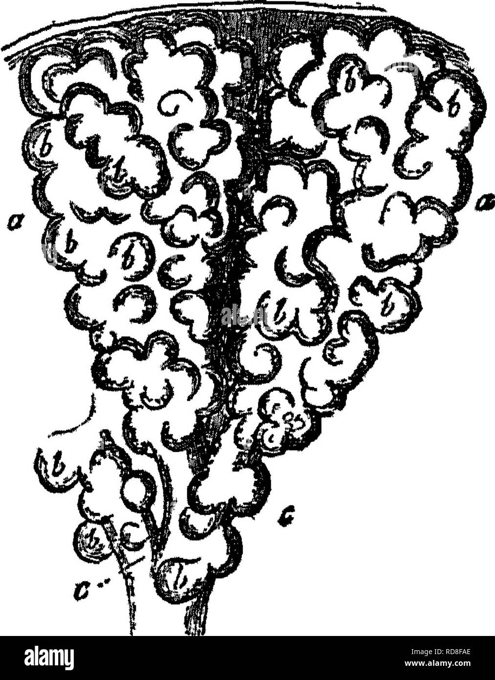 . Handbuch der Rinder - Fütterung. Eine Abhandlung über die Gesetze der Tierernährung und die Chemie von Futtermitteln in ihrer Anwendung auf die Fütterung von Tieren. Mit Illustrationen und einem Anhang mit nützlichen Tabellen. Feeds ; Rind ; Ernährung. Manuelle OB"^ VIEH-JB^DRILLEN. 81 ruslies in tlie Lungen durch den atmosphärischen Druck. Dies stellt die Bewegung der Inspiration^ oder Einatmen. Die Rückwärtsbewegung, die unmittelbar folgt und treibt ein Teil der Luft, stellt die Bewegung von Eo & Amp; pircdion^ oder Ausatmen. Die Luft gelangt in die Lunge durch die Luftröhre, oder Wind - Pip Stockfoto