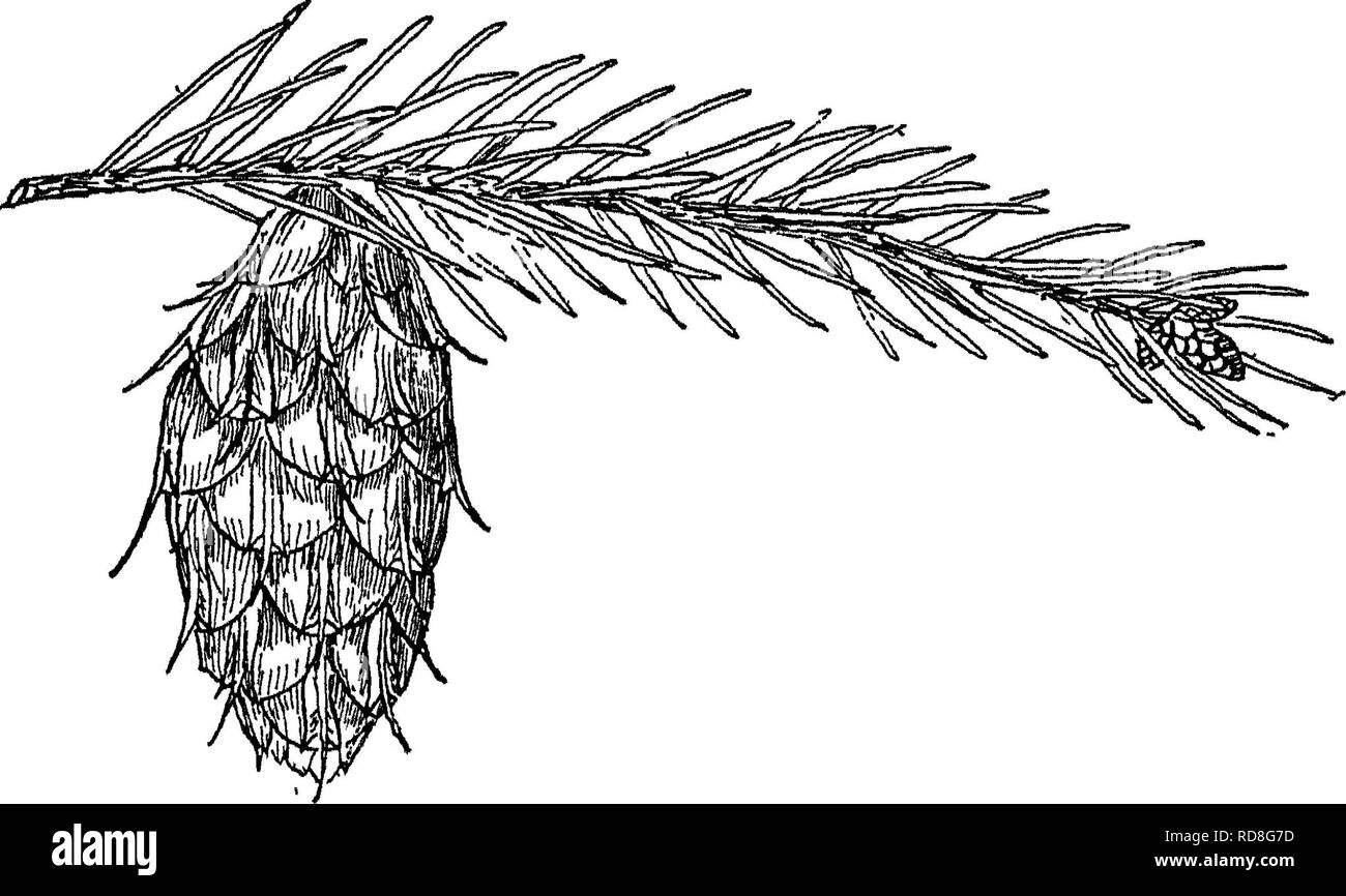 . Das Buch der Forstwirtschaft. Die Wälder und die Forstwirtschaft. Bäume und Sträucher 195 DER OREGON EIR Blatt verwelkt Kleine, Blätter nicht verdreht, weich. "^DOUGLASIE Pseudotsuga taxijolia 4 Blätter IJ" lange, dunkle gelb grün. Kegel 2"-4-2 "Lange s-ten Dünne Schuppen. Hüllblätter manchmal f jenseits Kegel Skalen zu erweitern. Eange aus Kanada in Texas; von den Rockies zum Pazifik Küste außer in großen Becken. Abbildung zeigt die Beziehung zwischen der "Deckblätter" und Kegel Skalen. Es gibt zwei Mitglieder dieser Gattung in den Vereinigten Staaten. Abb. 16.- Zweig und Kegel von Douglas fir oder Oregon Pine; mit überstehenden Hüllblätter.. P Stockfoto
