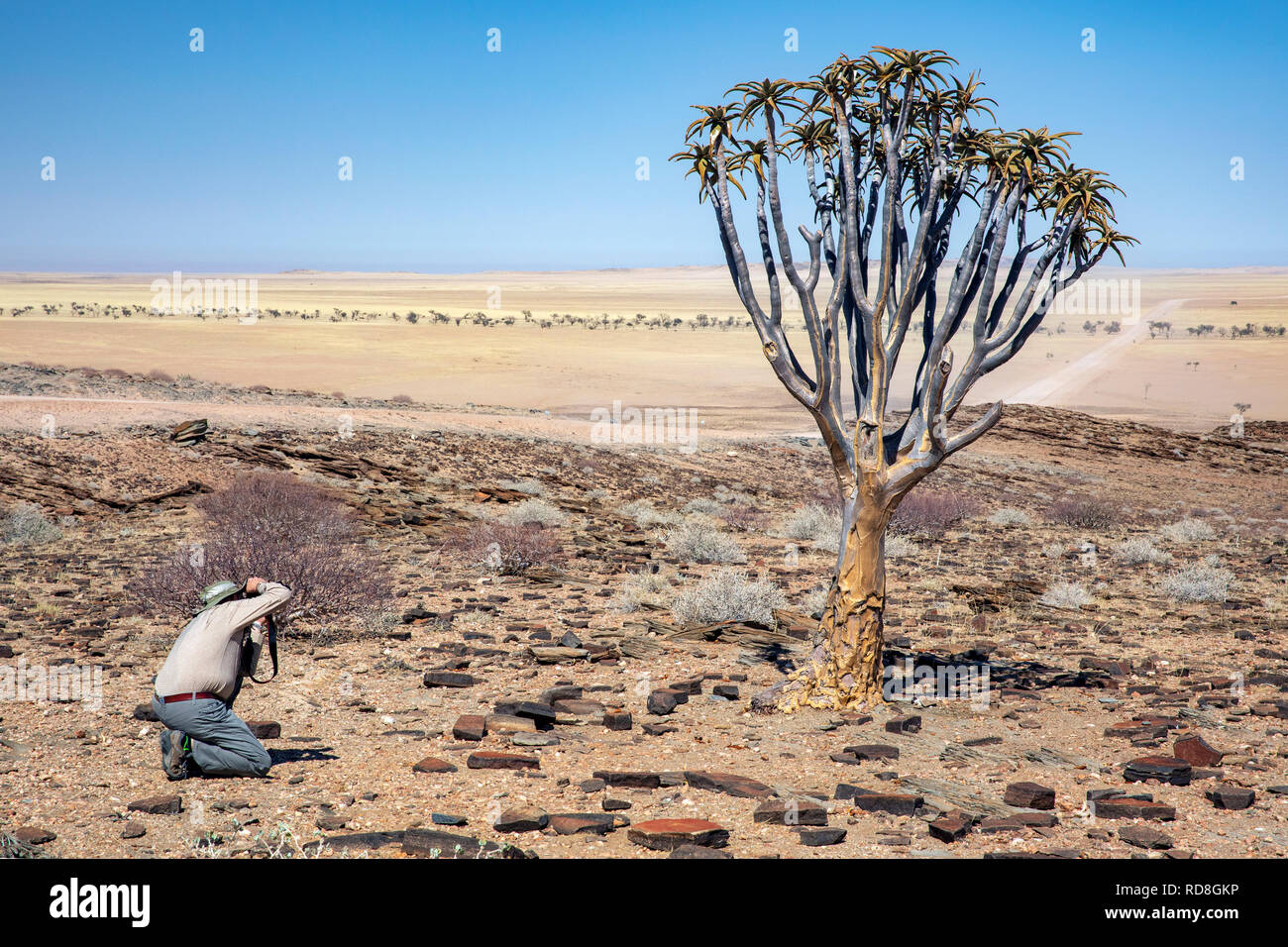 Mann fotografieren Köcherbaum oder Köcherbaum (Aloe dichotoma) in die Wüste Namib in der Nähe des Kuiseb Canyon, Namibia, Afrika Stockfoto