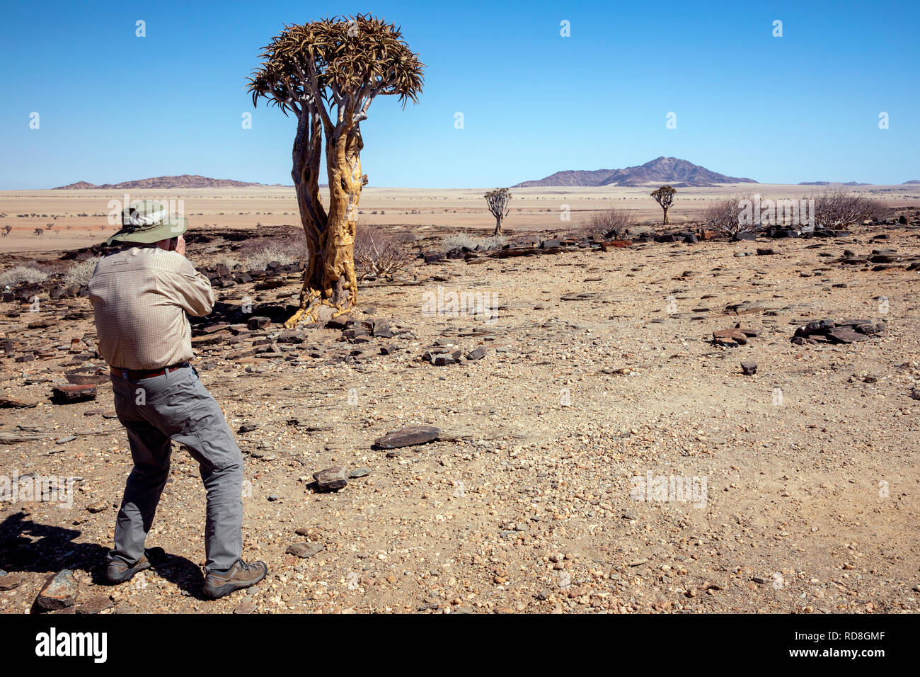 Mann fotografieren Köcherbaum oder Köcherbaum (Aloe dichotoma) in die Wüste Namib in der Nähe des Kuiseb Canyon, Namibia, Afrika Stockfoto