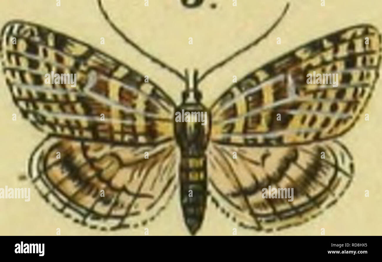 . Abbildung und Beschreibung Europa? ischer Schmetterlinge in