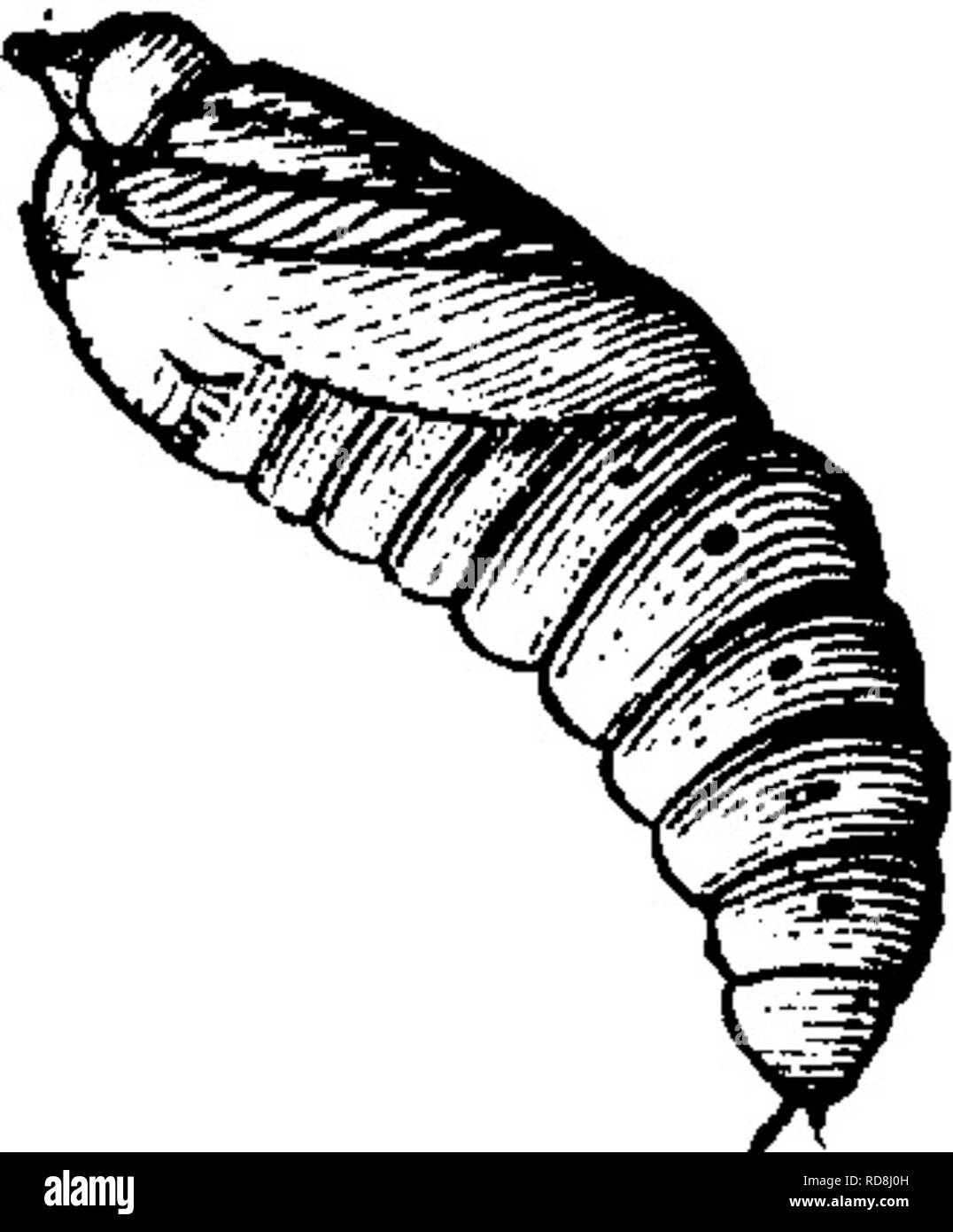 . Insekten, Früchte. Illustriert mit vier hundert und vierzig Holz-Schnitte. Schadinsekten. 64 INSEKTEN SCHÄDLICH FÜR DAS APPLE. Wlien voll gewachsen, sie alle verschwinden, etwa zur gleichen Zeit, absteigend von den Bäumen auf den Boden, wo sie sich Ceal unter Blättern, auf oder etwas unter der Oberfläche, und nach einer langen Zeit zu Braun chrysalids, wie in Abb. 1 gezeigt. 58 Und bleibt an der Puppe, bis Ende Juni oder Anfang Juli des folgenden Jahres, als Bild. 58. ^^q perfekte Motten erscheinen. Im Norden gibt es nur eine Brut im Jahr, aber im Süden sind Sie t sagte Stockfoto