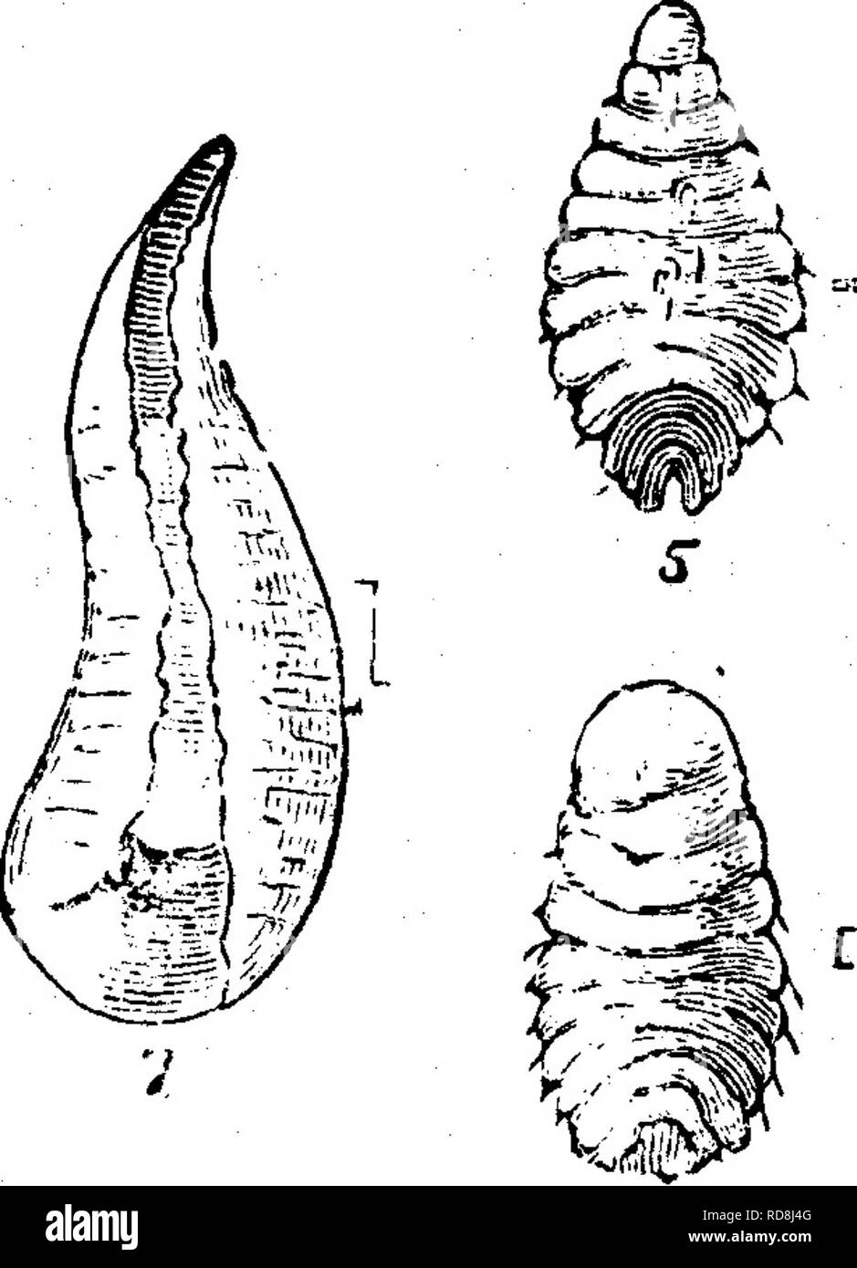 . Insekten, Früchte. Illustriert mit vier hundert und vierzig Holz-Schnitte. Schadinsekten. Die schuppigen, die bei 7, in der sie lebt, und reift gezeigt. Die Skala wird dargestellt, wie es von der unteren Seite wird angezeigt, wenn angehoben und mit der Laus. Bis Mitte August dieses weibliche Laus hat wenig anderes als ein Beutel mit Eiern geworden, und der Prozess der diese Hinterlegung beginnt jetzt, der Körper des übergeordneten schrumpft von Tag zu Tag, bis sie schließlich, wenn diese Arbeit abgeschlossen ist, wird es zu einem bloßen Atom am schmalen Ende der Skala und ist kaum spürbar. Die Skalen der männlichen Laus sind selten gesehen Stockfoto