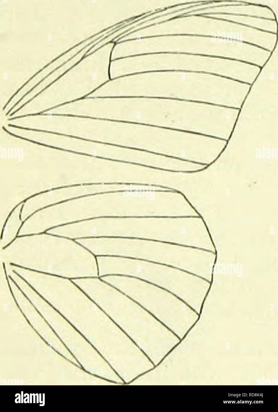 . Ein Handbuch der britischen Lepidoptera. Lepidoptera. [PAPILIONINA amosia der langen Tentakeln. Sowohl Larven und Imago durch eine starke ekelerregend Geruch oder Geschmack geschützt und sind ungenießbar zu vögeln. 1. A. erippus, Cr (Wrchippus, F.; Iplexipput, L.) 95-102 mm. Vorderflügel tief Bräunlich-orange, Venen mit schwärzlich Streifen markiert; eine schwärzliche Rand rundum, auf Costa mit einige weiße Flecken in Richtung Mitte, auf Termen mit weißlichen Flecken; eine schwärzliche Rippenbögen Fleck über Mitte, Umschließenden über fünf ochreons-orange Flecken. Hinterflügel mit Farbe, Adern und Terminal Band wie in vorderflügel; im &lt; J Stockfoto