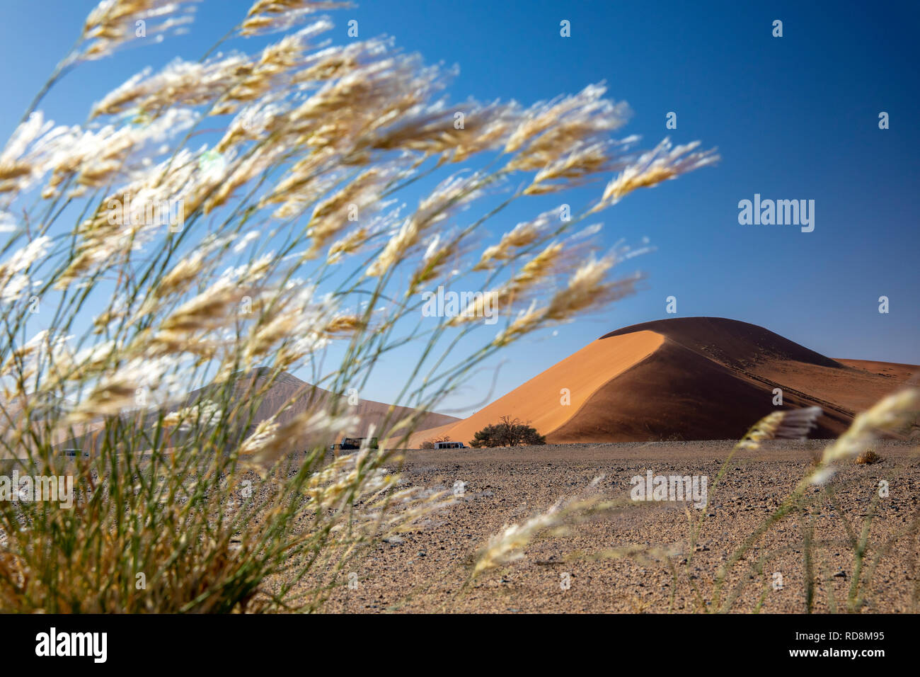 Blick auf Düne 45 durch Gräser in den Namib-Naukluft-Nationalpark, Namibia, Afrika Stockfoto