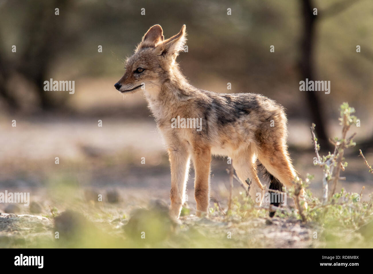 Junge black-backed Jackal (Canis mesomelas) - onkolo Verbergen, Onguma Game Reserve, Namibia, Afrika Stockfoto