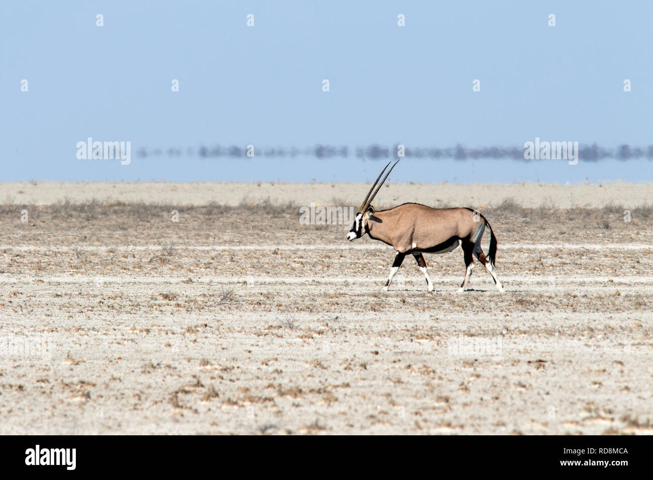 Oryx Oryx (Oryx gazella oder) zu Fuß in der Nähe von Fisher's Pan, Etosha National Park, Namibia, Afrika Stockfoto