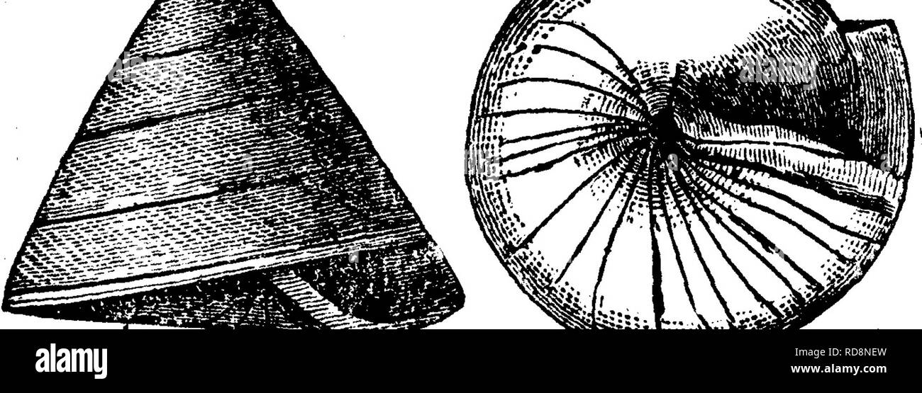 . Ein Wörterbuch der Fossilien von Pennsylvania und Nachbarstaaten in die Berichte und Kataloge der Umfrage benannt... Paläontologie. Pleurotomaria ramsayi, Billings, Geologie von Kanada, f Ml ^^j^^^^^ 1863, Seite 117, Abb. 26^, ^^"b. In der Calcif gefunden - erous Bildung, II. Pleurotomaria regulata, Halle, 14. jährlichen Keport, 1861, Y ///^^^ Seite 108, 15 ein. Rt., 1862, Tafel 5, Abb. 4, 5. Hamilton Bildung, VIII G^Pleurotomaria rotalia, Halle, 15 ein. Rt. N.Y., 1862, J, Seite 46, Tafel 5, Abb. 11. Fast die Form von P, sulcomarginata, aber kein Kiel, und keine scharfen angehoben Schlieren Stockfoto