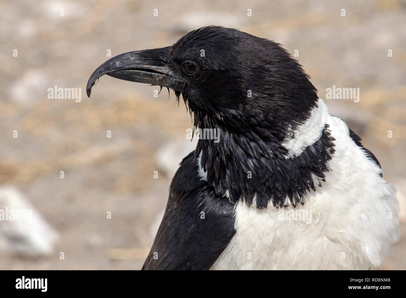 Nahaufnahme des Pied Crow (Corvus albus) - Etosha National Park, Namibia, Afrika Stockfoto
