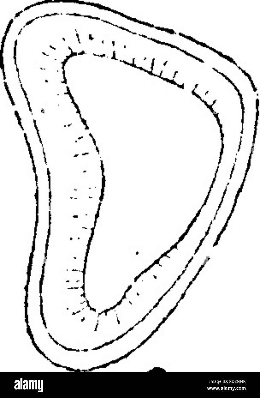 . Ein Wörterbuch der Fossilien von Pennsylvania und Nachbarstaaten in die Berichte und Kataloge der Umfrage benannt... Paläontologie. Cope 1^,: JtJ K^K.. Bitte beachten Sie, dass diese Bilder sind von der gescannten Seite Bilder, die digital für die Lesbarkeit verbessert haben mögen - Färbung und Aussehen dieser Abbildungen können nicht perfekt dem Original ähneln. extrahiert. Lesley, J. S. (J. Peter), 1819-1903; Pennsylvania. Kollegium der Kommissionsmitglieder für die Zweite Geological Survey. Harrisburg, Vorstand der Kommissare für die Geologische Übersicht Stockfoto