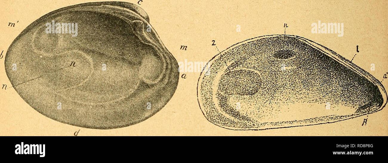 . Einführung in die europäische Meeresmolluskenfauna an der Hand ihrer Hauptrepräsentanten. 50 schweizerische Zeitschrift ist; der dm Wirbel diametral entgegenliegende Rand ist dann der Unterrand (Text-Fig. 66). Ränder der Schalenklappen modalverbs scharf Sterben, stumpf oder eingesenkt, you can allseits fest aneinanderschließen oder die verschiedenen Stellen klaffen. Hiernach heißt sterben Schale geschlossen oder Klaffend. Stellt man sterben Mu-schel so, dass der Wirbel sich dem Beschauer zukehrt, so Balatonfüred sterben rechte und linke Schalenklappe auf der entsprechend bezeichneten Seite. Man unterscheidet, wie auch schon im vor Stockfoto