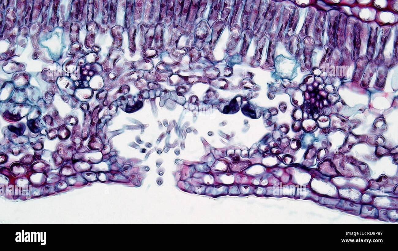 Angiospermen Blatt sekundäre Leitbündel in Nerium (24010128908). Stockfoto