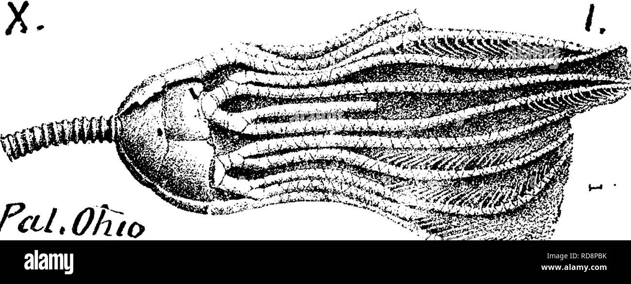 . Ein Wörterbuch der Fossilien von Pennsylvania und Nachbarstaaten in die Berichte und Kataloge der Umfrage benannt... Paläontologie. Yol. 2, 1875, p124, Pi. 6, Abb. 3, 4, Guttapercha wirft; 5, 6, In- terval Besetzung des Kelchs, Basal und seitlichem Blick, basalplatte sur-face tuberculose; allgemeine Oberfläche glatt. Hinweis. Guttapercha wirft der Mulden, die durch Auflösung der crinoid sind sehr unterschiedlich von der natürlichen wirft in das Innere des Körpers so zahlreich gefunden, nämlich: abgeflacht oder deprimiert Sphären, vor - nur die Naht Linien bat zeigt keine der externen Funktionen mit Ausnahme der Stockfoto