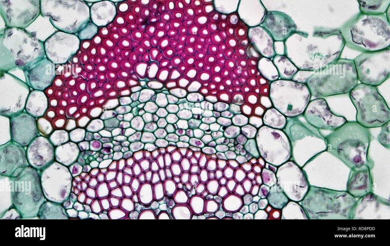 Angiospermen Morphologie Phloem in Zentralen vaskuläre Bündel von Yucca (37046635681). Stockfoto