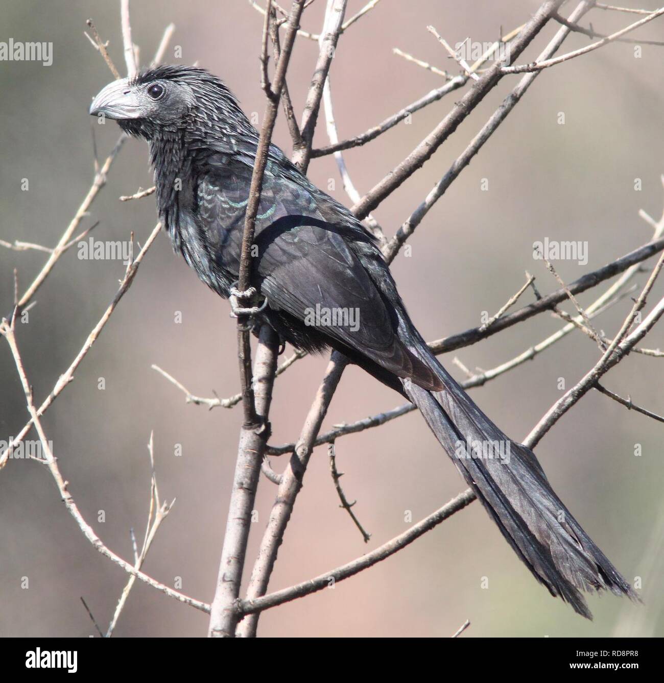 ANI, GROOVE-BILLED (6-27-12) Pena blanca Lake, SCC, AZ-03 (7456373224). Stockfoto