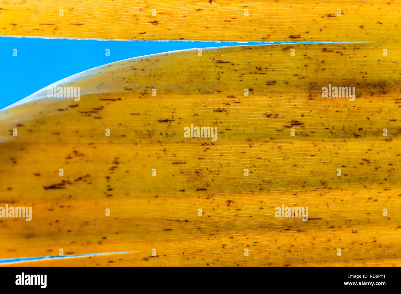 Gelbe banane auf baum -Fotos und -Bildmaterial in hoher Auflsung  Alamy