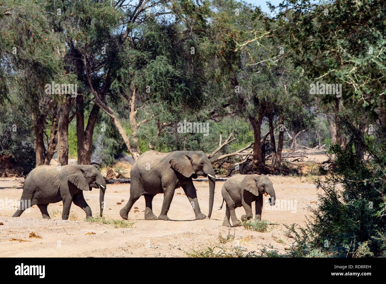 Afrikanischer Elefant (wüstenangepassten) - Huab Fluss, in der Nähe von Twyfelfontein, Damaraland, Namibia, Afrika Stockfoto