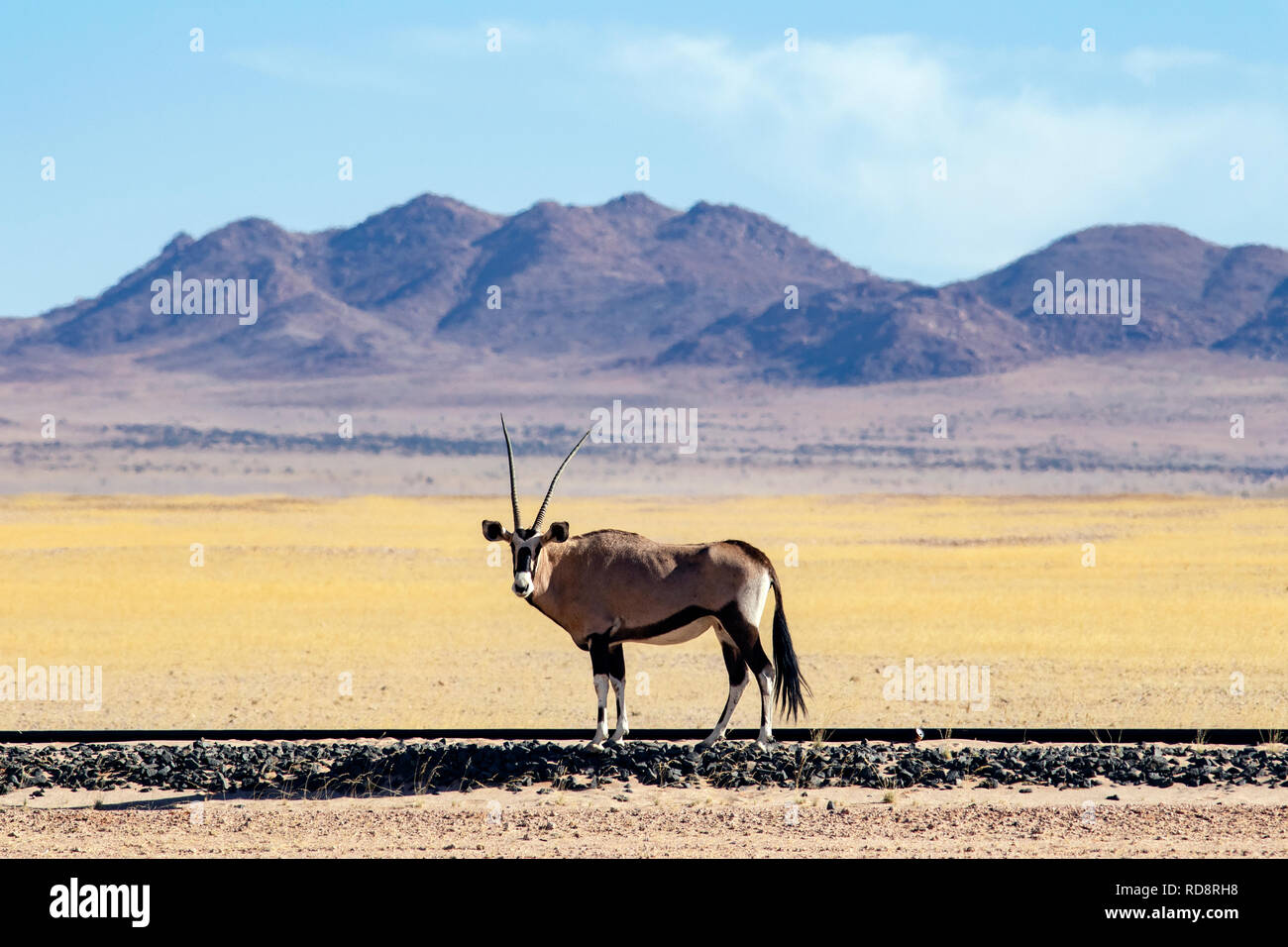 Oryx Oryx (Oryx gazella oder) auf Bahnhöfen in der Nähe von Australien, Namibia, Afrika Stockfoto