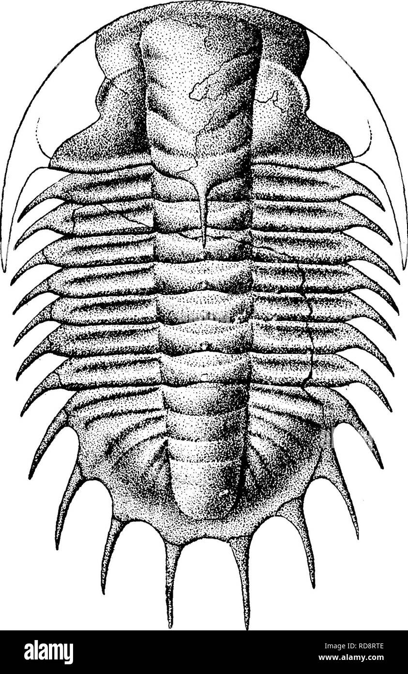 . Ein Wörterbuch der Fossilien von Pennsylvania und Nachbarstaaten in die Berichte und Kataloge der Umfrage benannt... Paläontologie. Olen. 492 Olenus thompsoni, Halle, 1859, 12 ein. Rt s. 60, Abb. 1: Pal. N.Y., krank, S. 525. Barrandia thompsoni^ Halle. 1861, 13 ein. Rt. Paradoxides thompsoni^ Emmons, 1860, der Mensch. Geol. Bar-Rande, Bull. S. G. d. F. 18, 5, 6; Paradoxides macvoGephalus, Em. 1860, Mann. Geol., Abb. 70; Paradoxides asaphoides^ Em, auf der vorigen Seite, etc.) Walcott, Bull. Nr. 30, US G. S. Seite 167, Pi. 17, Abb. 2, ganze Muster von Parker's Steinbruch Schiefer; Bild. 9, sehr perfec Stockfoto