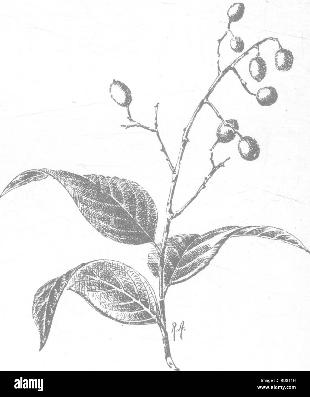 . Indische Bäume: Bäume, Sträucher, Bäume, Kletterpflanzen, Bambus und Palmen indigene oder allgemein in der British Indian Empire kultiviert. Bäume. XCI. LAVRACE^ 527 C. Blumen in Köpfen, bracteate dioicous. Antheren 4-celled, hüllblätter imbricating, nicht Whorled. 8. Actinodaphne. Antheren 4-celled, Köpfe von 4-6 Unterstützt whorled", hüllblätter 9. Schlafplätze^ ein. -R-..^ Antheren als Regel 2-celled, hüllblätter meist Whorled. 10. Lindera. 1. CRYPTOCARYA, Rob. Br., Fl. Brit. Ind. v. 117. Immergrün, 1. Meist penniveined. Fl. paniculate, bisexual. Antheren 2-celled. Blütenhülle-Rohr an der Spitze verengt nach Il., accr Stockfoto