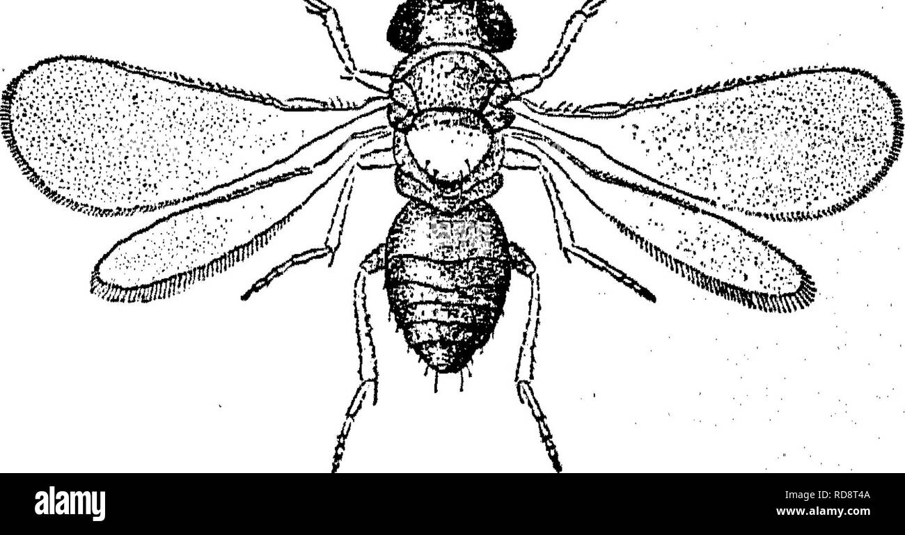 . Die Enzyklopädie der praktischen Gartenbau; eine Referenz System der kommerziellen Gartenbau, über die praktische und wissenschaftliche Phasen der Gartenbau, mit besonderem Bezug auf Obst und Gemüse;. Gartenarbeit; Obst - Kultur; Gemüseanbau. Schwein. 17. Parasiten des Braunen Aprikose Skala iOomys fusca Howard [Familie] Bncyrtldae), die Erwachsenen dieser Parasit sind ein Achtel Zoll langen und reichen braunen in Farbe. Die Flügel sind mit bräunlich Markierungen getrübt, die Grundlagen bleiben - ing klar und wenn über dem Rücken gefaltet, bilden eine silverlike Spot, ist sehr bemerken können, wenn Stockfoto