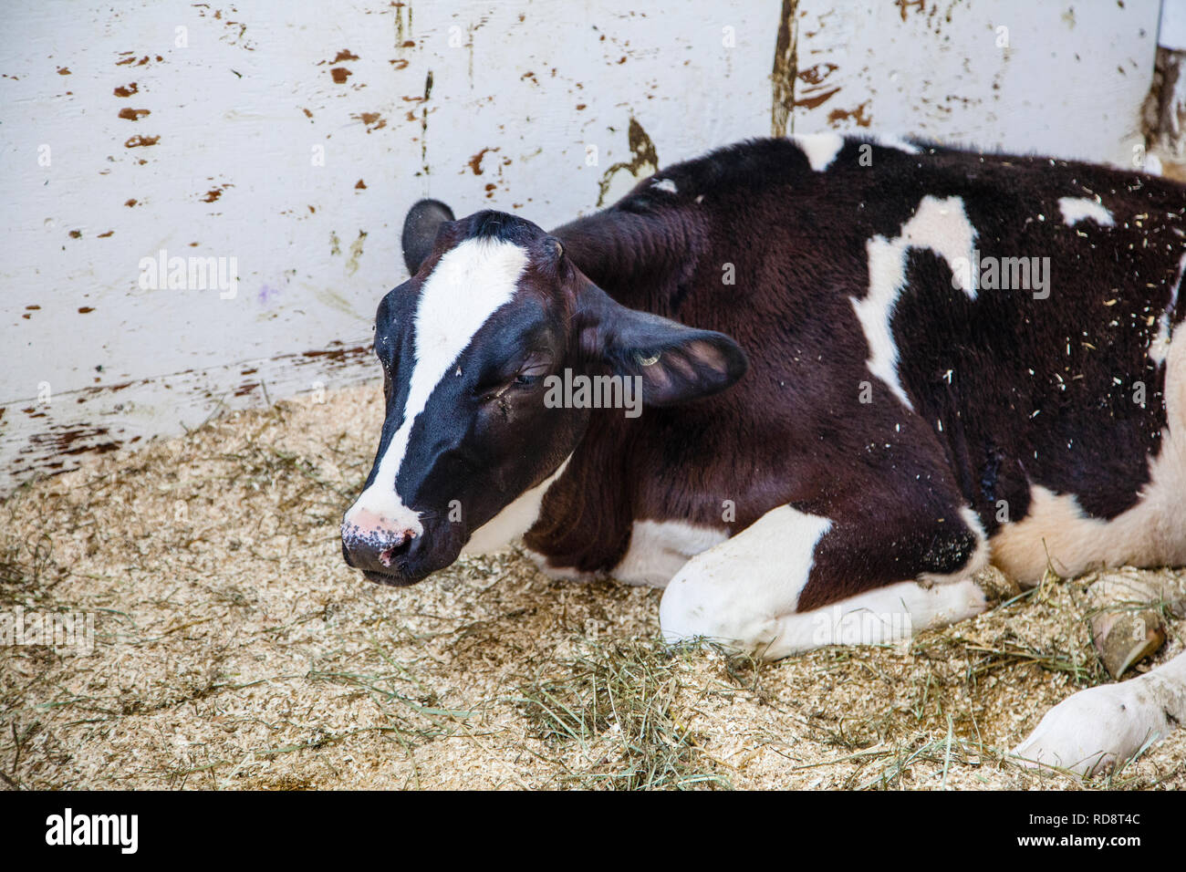 Nahaufnahme von Holstein Milchkuh im Hallenbad Scheune eines kanadischen Farm. Stockfoto