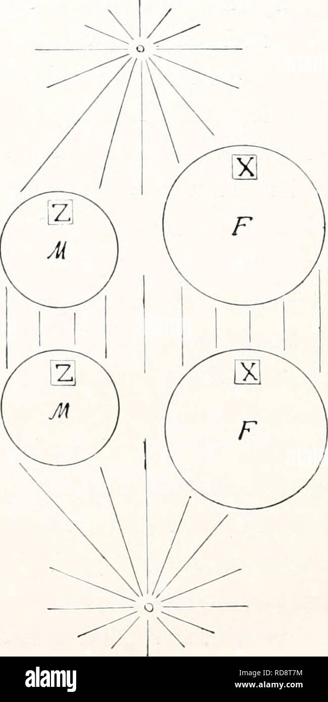 . Einführung in die Vererbungswissenschaft; in zweiundzwanzig Vorlesungen für Studierende, Ärzte, Städte und Gemeinden. Vererbung ist. o. Abb. 129 A. Schema der Reifeteilung in Geschlechtern bei männlicher Ileterogametie Nummern-oper. Es sind kleinere angenommen 2 Z-Chromosomen in Nummern-oper Geschlechtern, sterben den Faktor M Gürteltaschen, und ein großes A'-Chromosom im &Lt;5, zwei solche im Q-Geschlecht, sterben den Faktor F enthalten. entgegenstanden. Bei Annahme der männlichen Heterogametie ent-hielte dann das X-Chromosom den Weiblichkeitsbestimmer F, der in Nummern-oper Geschlechtern aber außerdem über die Option Männlichkeitsbestim-mer Stockfoto