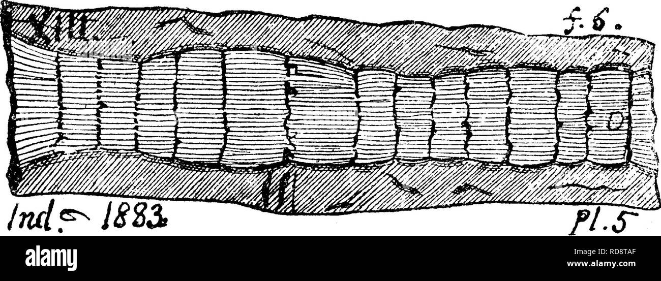 . Ein Wörterbuch der Fossilien von Pennsylvania und Nachbarstaaten in die Berichte und Kataloge der Umfrage benannt... Paläontologie. 103 Gala. Calamites approximatus. (Schlotheim, 1820.- Lesquer-e u X'8 Spezifische synon-yms sind GTUCi' atus^ el-ongatus^ alter-nans^^ difformis leiodermiis petzholdi^^^ Varians communis^&amp; c. Siehe seine Kohle Flora. Geol., Pa. Et. P, 1880, Seite 26, Tafel 1, Abb. 5.) Die Collett Indiana Kt. 1883, Seite 40, Tafel 5, Abb. 6.-Hinweis. Es ist in den zahlreichen Sorten in allen Schichten des mittleren Kohle Maßnahmen gefunden; ich. e. Allegheny-Serie. (Lesq.) XIIL Calamites bist. Stockfoto