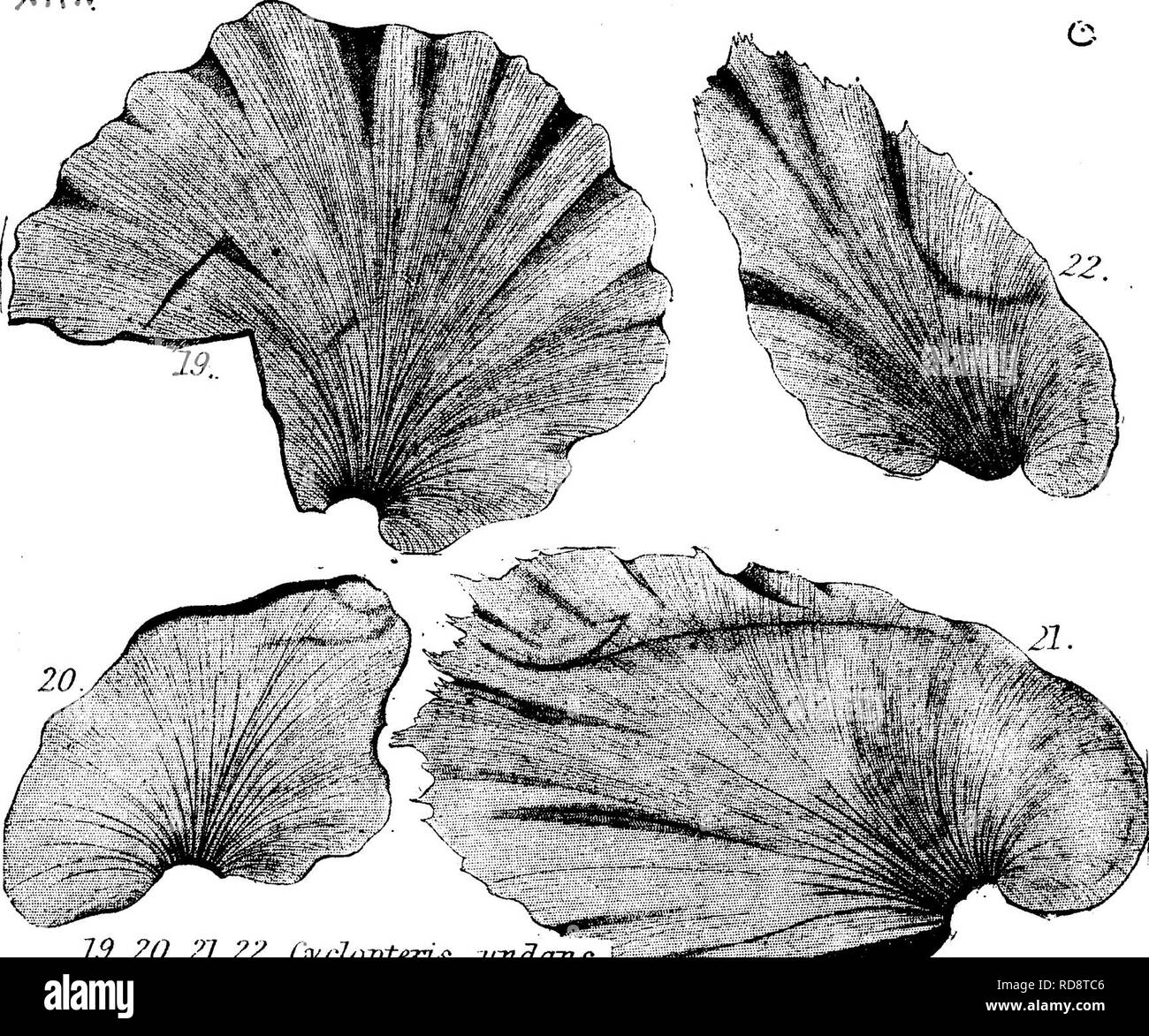 . Ein Wörterbuch der Fossilien von Pennsylvania und Nachbarstaaten in die Berichte und Kataloge der Umfrage benannt... Paläontologie. Neur. ; (NK.. in der Form von Neur, fimhriata aber anders Geädert, und die Textur ist dick, hart, starr. In Blakely und Tor Venen gefunden, in Pottsville, PA.-XZ/7. Neuropteris dluhoschi. Euiope. Siehe N. elrodi. X. Neuropteris elrodi. (Lesquereux, Kohle Flora, Seite 107, 1880, Tafel 13, Abb. 4; auch Seite 735, 1884, Tafel 96, Abb. 1, 2, in der Regel begleitet und zu Neu. smithii; identisch mit Europäischen Neu. dluhoschi der Stur; evtl. auch mit Neu. liformi Stockfoto