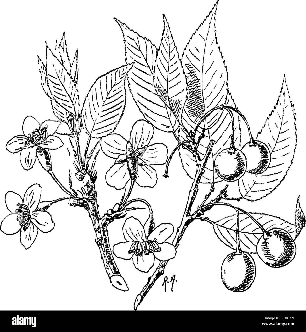 . Indische Bäume: Bäume, Sträucher, Bäume, Kletterpflanzen, Bambus und Palmen indigene oder allgemein in der British Indian Empire kultiviert. Bäume. 280 Ein. Ij V I. IxUoAOE^ aij [Primus tliaii Kelch. Kelch turbinate, Nocken eiförmig, akute. Fr. yelloAv und rote, ovale oder gewölbt, l^l Lang, Säure, etwas Adstringierend, Stein eiförmig, ru-gose und Zerfurcht, unterstützt durch fsme Kelch-base, von wMcli die Leitung löst nach fließt. Äußeren Himalaya Fiom den Sutlej nach Sikkim, meist zwischen 2.500 und 7.000 ft. Kliasi liills, Manlpur. Oberen Birma 4-6 .000 ft. Häufig kultiviert. ¥ 1. früh im Winter (Nov. De Stockfoto