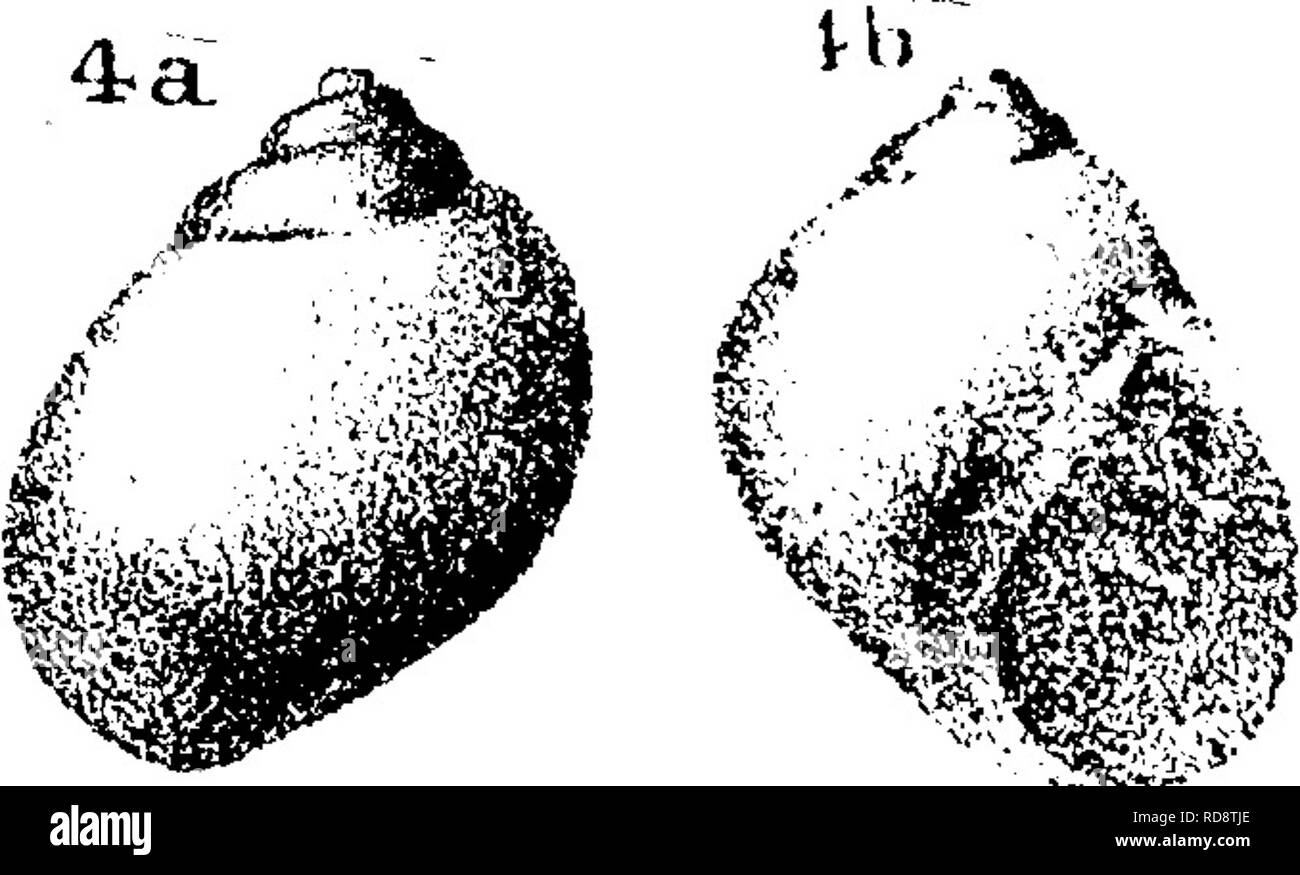 . Ein Wörterbuch der Fossilien von Pennsylvania und Nachbarstaaten in die Berichte und Kataloge der Umfrage benannt... Paläontologie. . Bitte beachten Sie, dass diese Bilder sind von der gescannten Seite Bilder, die digital für die Lesbarkeit verbessert haben mögen - Färbung und Aussehen dieser Abbildungen können nicht perfekt dem Original ähneln. extrahiert. Lesley, J. S. (J. Peter), 1819-1903; Pennsylvania. Kollegium der Kommissionsmitglieder für die Zweite Geological Survey. Harrisburg, Vorstand der Kommissare für die Geologische Übersicht Stockfoto