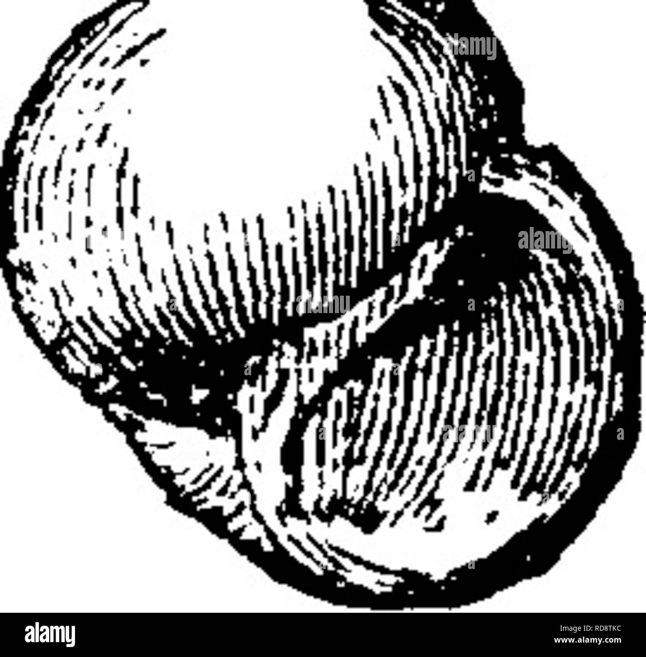 . Ein Wörterbuch der Fossilien von Pennsylvania und Nachbarstaaten in die Berichte und Kataloge der Umfrage benannt... Paläontologie. {Naiadites Acanthoptera) carbonaria, Dawson, Acadian XKi, II-; Geologie, 1868, Abb. 31, Muster in den üblichen abgeflacht und verzerrten Zustand, in dem diese Schalen in der bitum gefunden werden - inous Schiefer in der Kohle Maßnahmen der Jog-Gins Abschnitt, so dass es sehr schwierig ist, einen zu finden ausreichend perfekt beschrieben werden. Es ist das am meisten abun-ter der Muscheln im Joggins Kohle Maßnahmen, Betten von einige Dicke oft fast vollständig gemacht werden Stockfoto