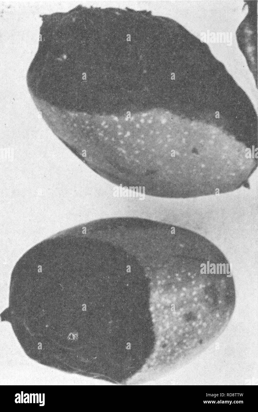 . Die Enzyklopädie der praktischen Gartenbau; eine Referenz System der kommerziellen Gartenbau, über die praktische und wissenschaftliche Phasen der Gartenbau, mit besonderem Bezug auf Obst und Gemüse;. Gartenarbeit; Obst - Kultur; Gemüseanbau. Abb. 3. Bacteriosis auf Große Muttern, Stigmatisierung oder Blüte Ende Infektion. Abschnitt von zwei Muttern, tlie unten betroffen mit bacteriosis; oben, normale Mutter. Es ist nicht wahrscheinlich, dass Insekten viel teil, die in der Verbreitung der Krankheit spielen, obwohl der Organismus von Fliegen, die um nussbäumen mit feuerbrand Betroffenen gefunden wurden isoliert wurde. Ein s Stockfoto