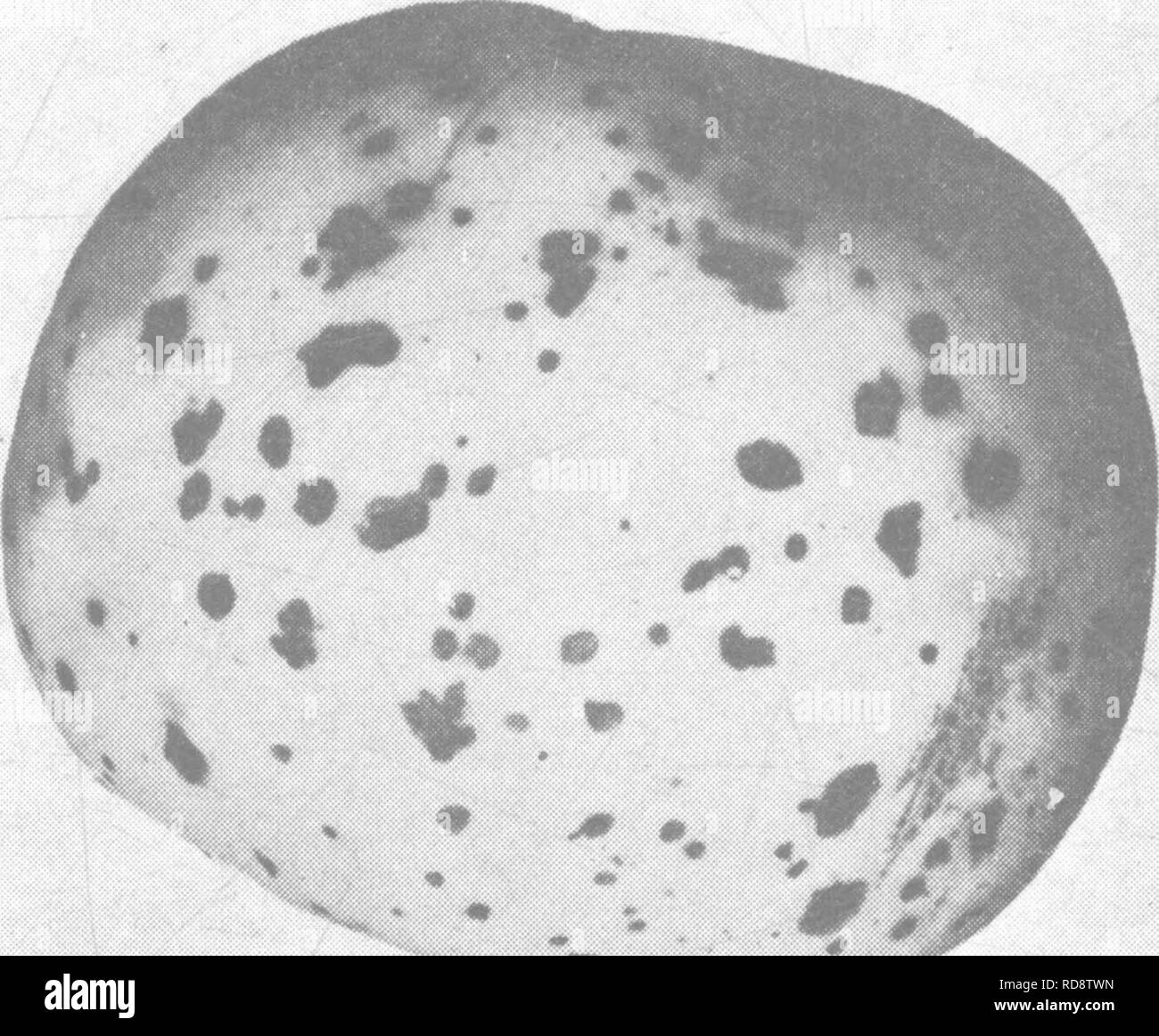. Die Enzyklopädie der praktischen Gartenbau; eine Referenz System der kommerziellen Gartenbau, über die praktische und wissenschaftliche Phasen der Gartenbau, mit besonderem Bezug auf Obst und Gemüse;. Gartenarbeit; Obst - Kultur; Gemüseanbau. 468 ENZYKLOPÄDIE DER PRAKTISCHEN GARTENBAU konzentrischer Anordnung. Ausgehend vom innersten Hohlräume zum Rand der Spot die Hohlräume kleiner geworden, überhaupt nicht in der Nähe der erkrankten Gewebe gefunden wird. Beim Erzeugen von Schnittansichten für eine kranke Stelle das Fleisch der Frucht zu sehen Ist durch und durch verdorben, bräunlich und weich sein, nicht Schwarz oder trocken, ein Stockfoto