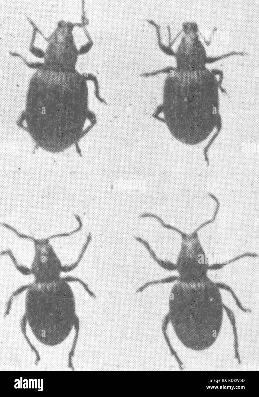 . Die Enzyklopädie der praktischen Gartenbau; eine Referenz System der kommerziellen Gartenbau, über die praktische und wissenschaftliche Phasen der Gartenbau, mit besonderem Bezug auf Obst und Gemüse;. Gartenarbeit; Obst - Kultur; Gemüseanbau. 1946 ENZYKLOPÄDIE DER PRAKTISCHEN GARTENBAU ragging es in charakteristischer Weise (Abb. 1). Die Larven ernähren sich von den ganzen Wurzelsystem der Erdbeere. Die kleinere Maden sind in der Regel Fütterung auf die faserige Feinstwurzeln, sie häufig verschlingende ganz oder Sie bellen, so dass sie sterben gefunden. Ein ernsthaft befallene Pflanze kann mit dem Fuß getreten werden oder e Stockfoto