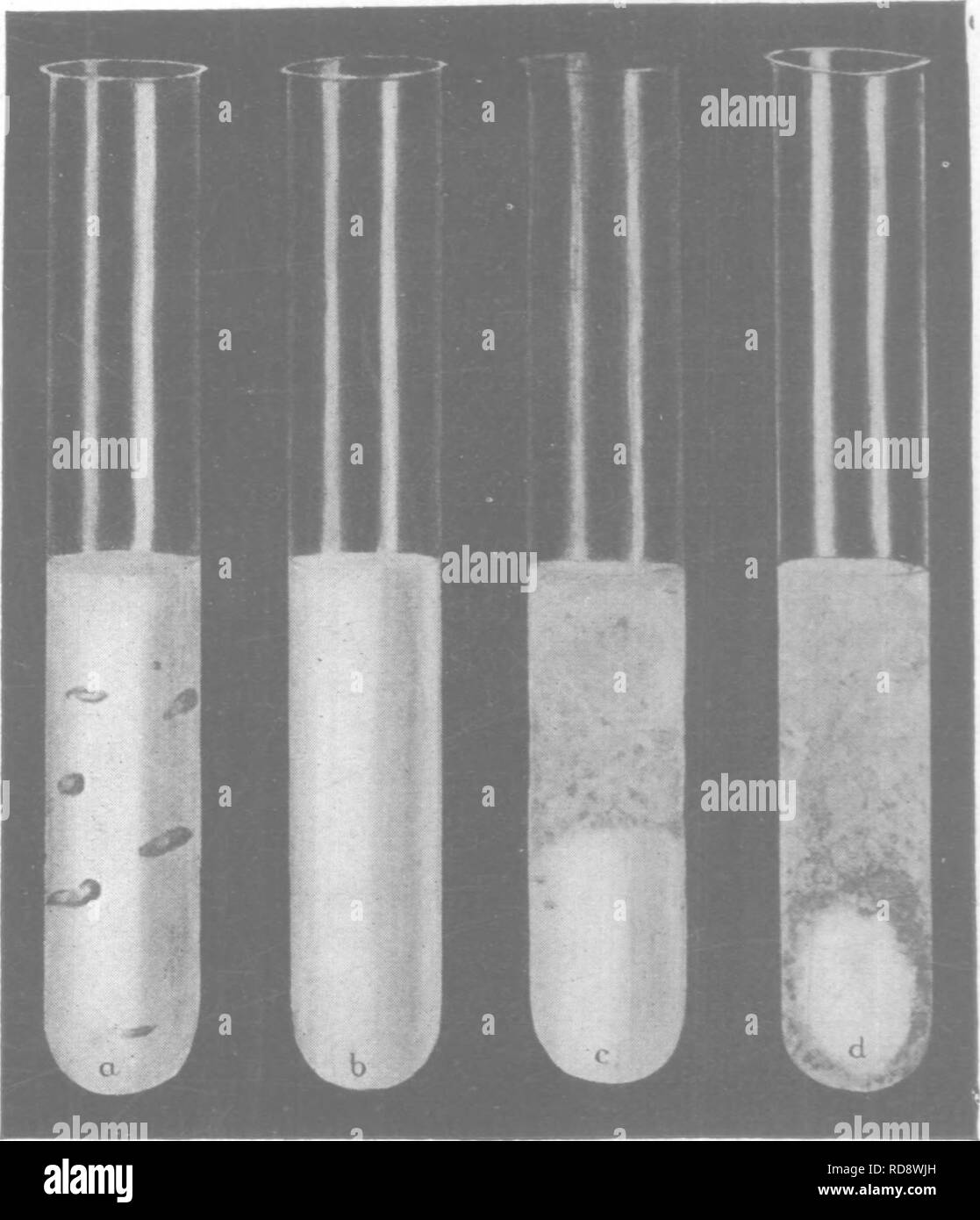 . Landwirtschaftliche Bakteriologie; eine Studie über das Verhältnis von germ Leben auf dem Bauernhof, mit Labor Experimente für Schüler, Mikroorganismen des Bodens, Düngemittel, Abwasser, Wasser, Milchprodukte, verschiedene landwirtschaftliche Produkte und von Krankheiten, die von Tieren und Pflanzen. Bakteriologie, Landwirtschaftliche. Arten von BAKTERIEN IN DER MILCH 159 in eine harte Quark, ohne eine Spur von Gasblasen, und ohne die Trennung von Molke: Es hat einen sauberen, scharfen Geschmack, und kein Geruch (Abb. 30, b). Diese Art der Milchgerinnung wurde als wünschenswert, eine durch die DAIF yman erkannt, da Sie die meisten für Molkereiprodukte Prozesse günstig ist. Abb. 30.-S Stockfoto