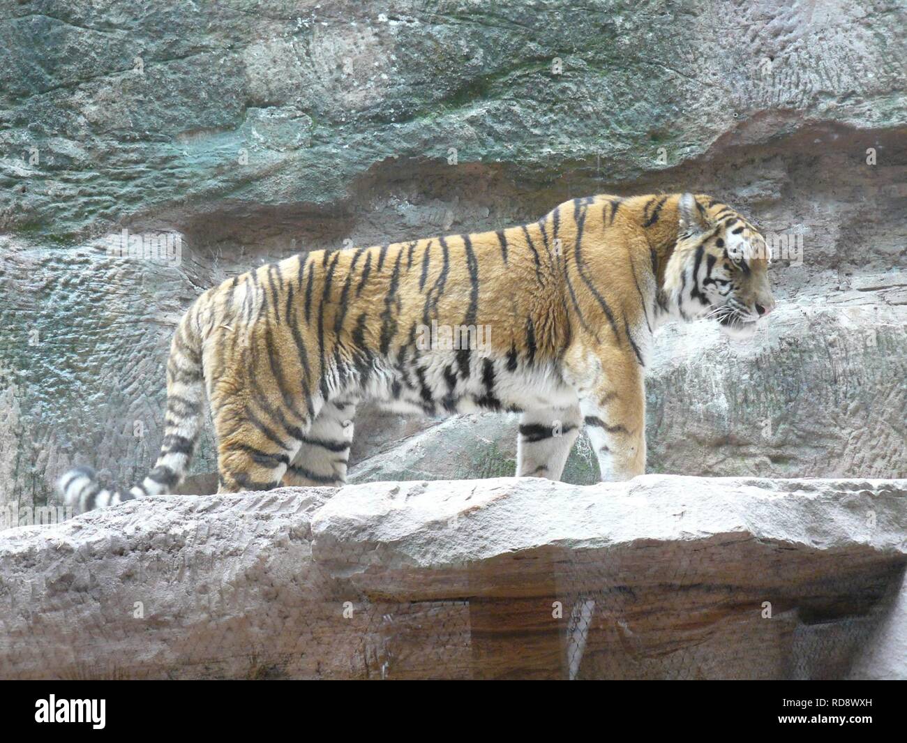 Amurtiger Nürnberg. Stockfoto