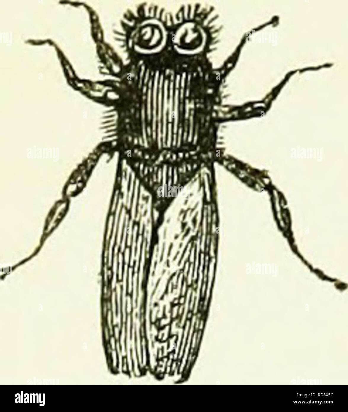 . Bienen: Ihre natürliche Geschichte und Allgemeine Verwaltung: bestehend aus einem vollen und experimentelle Untersuchung der verschiedenen Systeme der einheimischen und ausländischen apiarians; mit einem analytischen Darlegung der Fehler der Theorie der Huber; enthält auch die neuesten Entdeckungen&amp; Verbesserungen in jeder Abteilung der Imkerei, mit einer Beschreibung der wichtigsten genehmigt Nesselsucht jetzt in Gebrauch. Bienen. 10 frühe Geschichte der Biene. Die Biene ist die aktivste und Industri-ous aller Insekten, und es ist zu seiner Arbeit, die wir für den Honig und Wachs, das nicht nur ein wichtiger Zweig unserer ländlichen Econo Form verschuldet sind Stockfoto
