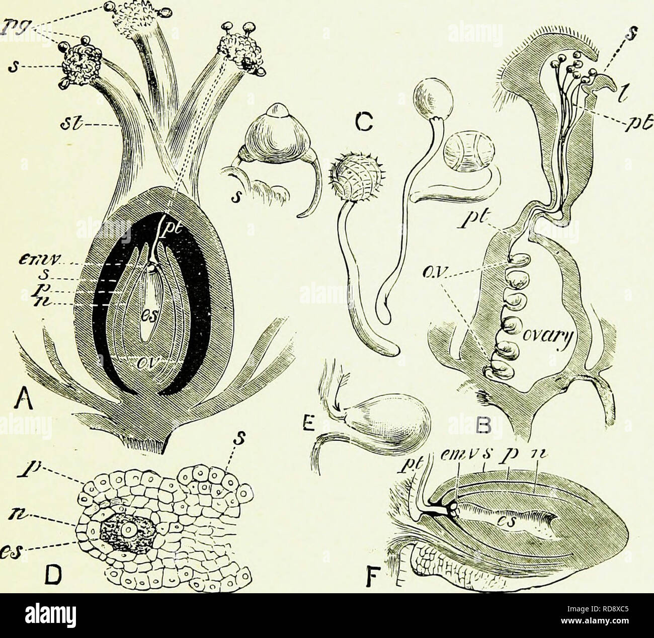 . Bienen & Amp; Imkerei; wissenschaftliche und praktische. Eine vollständige Abhandlung über die Anatomie, Physiologie, floralen Beziehungen, und rentablen Bewirtschaftung des Hives Biene. Biene Kultur; Bienen. Der Befruchtung. 253 botanisch, die Frucht; hier, in Länge, wir haben den Samen, die Eizellen gereift, während die Samen Schiff der gereift ist. Aber der Wechsel von der Eizelle in Saatgut ist nicht bloß eine von Wachstum; es hängt von der Bildung der Eizelle Der. Es-mmM $ Abb. 49. - Eierstöcke, Eizellen, Pollenkörner, und Rohre. A Abschnitt durch Eierstock von Buchweizen (Polygonum fagopyrum)-s, Stigmatie Oberfläche; pg, Stockfoto