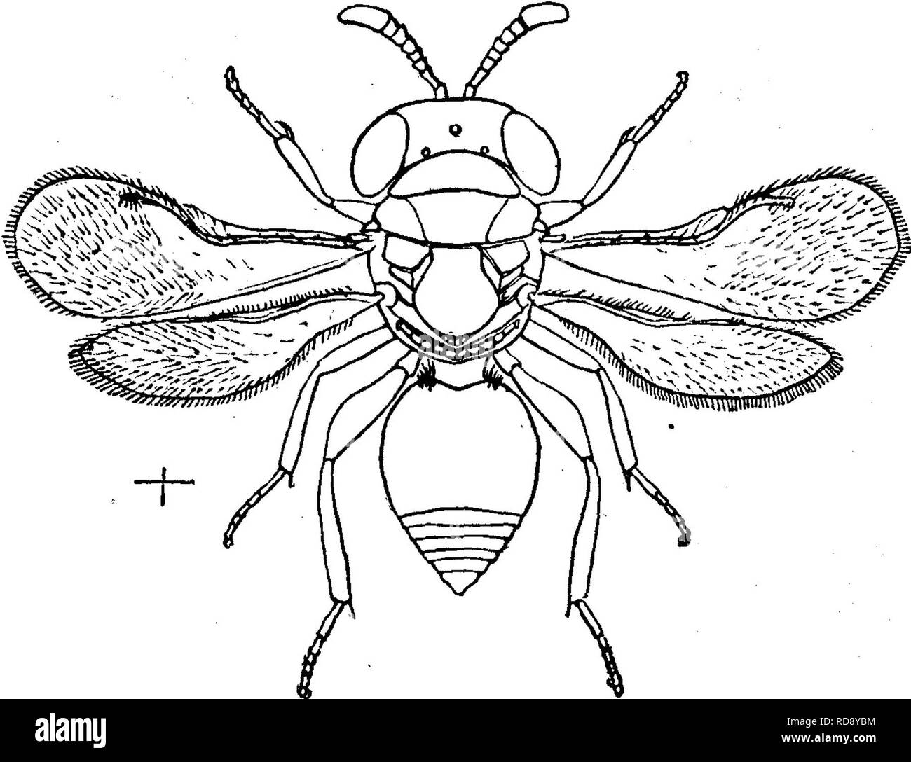 . Insekten, Früchte. Illustriert mit vier hundert und vierzig Holz-Schnitte. Schadinsekten. Abb. 423.. Bei weiblichen (beide en-Larged), der eine sehr interessante kleine Fliegen, Tomocera Califor-nica Howard, ein Parasit auf diese schwarze Skala. Die Flügel, die in beiden Geschlechtern, messen sie transparent sind, wenn sich ausgebreitet hat, ein wenig mehr als ein Achtel eines Zoll über. Ihre Farbe ist blau-schwarz, mit einem metallischen Glanz und braunen Abzeichen. Der Mann von der Frau durch die kürzeren Körper und eigenartigen Antennen unterschieden werden. Diese para-Site ist so reichlich in einigen Abschnitten, wie groß ein propo Stockfoto