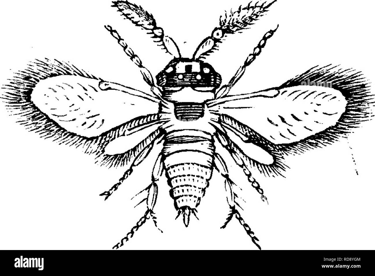 . Insekten, Früchte. Illustriert mit vier hundert und vierzig Holz-Schnitte. Schadinsekten. 392 INSEKTEN SCHÄDLICH FÜR DAS ORANGE. Unter seite von orange Blätter, in der Nähe der Venen; sie sind von einem rötlich-gelbe Farbe, und etwa ein fünf Hundertstel Zoll lang. Anfang des Jahres gibt es Luke von Ihnen kleine Blut - Rot Milben sechs Beine haben, und vier Ovalen schwarzen Flecken ou den Teil von Bauch behindern. In drei oder vier Wochen diese zu acht transform-legged Milben ein blasser Schatten der roten, die ausgereifte Form. Eine kleine, Vierflügelige fliegen, ein Fünfzigstel eines Zoll lang, de-beschrieben als "Der blaue Stockfoto