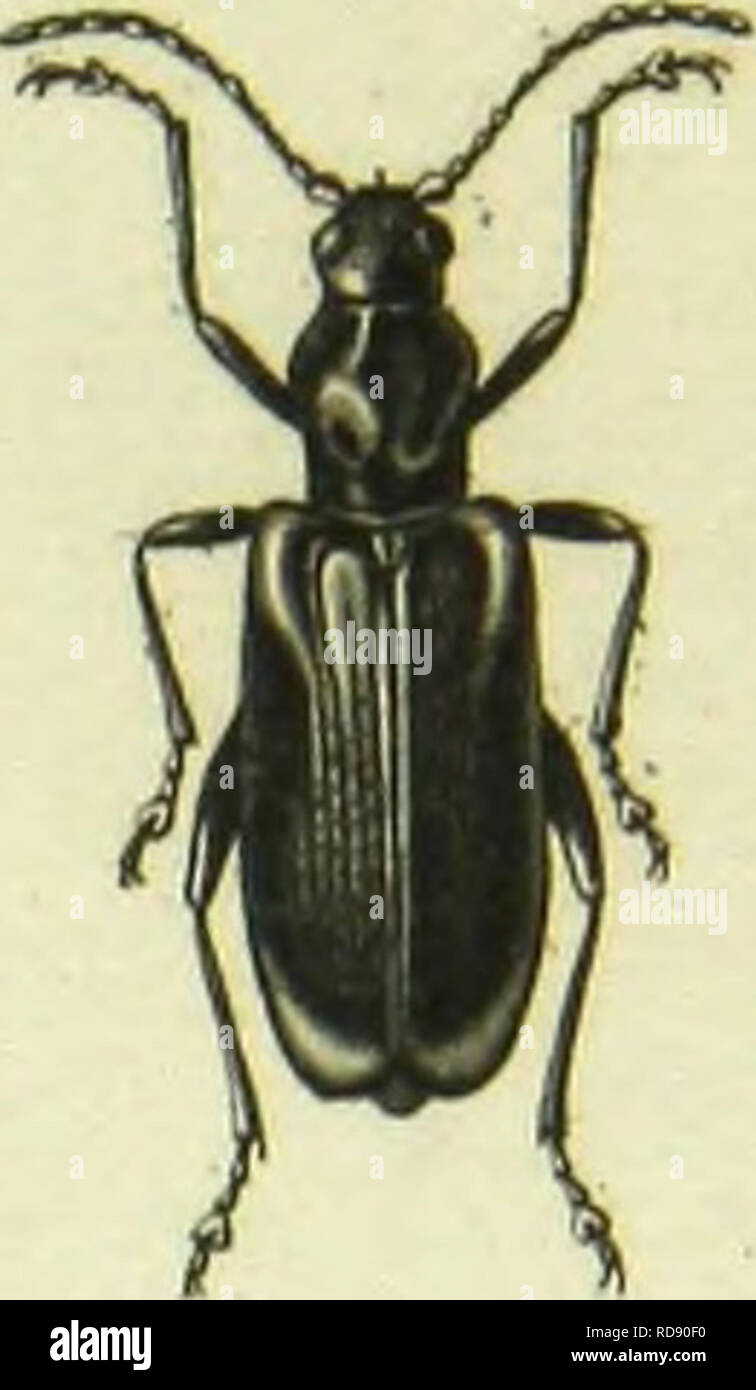 . Histoire Naturelle des Insectes: Gattungen des coleopteres, ou et Kritik aussetzen methodique de tous les Genres schlägt jusqu'Ici dans cet Ordre d'Insekten. Käfer. . Bitte beachten Sie, dass diese Bilder sind von der gescannten Seite Bilder, die digital für die Lesbarkeit verbessert haben mögen - Färbung und Aussehen dieser Abbildungen können nicht perfekt dem Original ähneln. extrahiert. Lacordaire, Theodore, 1801-1870; Chapuis, F. (Fe? licien), 1824-1879. Paris: Librairie de Roret Encyclopediaque Stockfoto