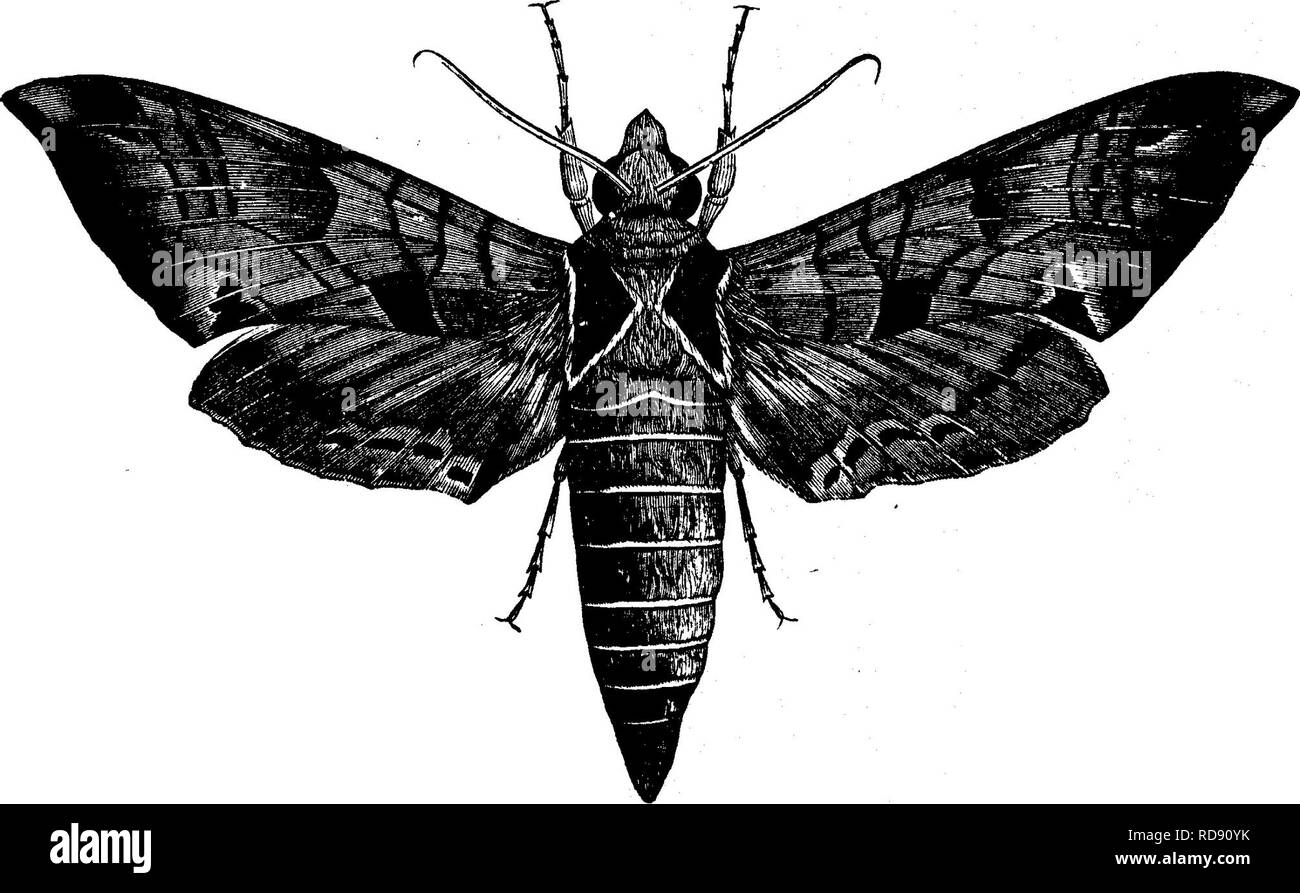 . Insekten, Früchte. Illustriert mit vier hundert und vierzig Holz-Schnitte. Schadinsekten. Die Motte ist eine bräunlich-graue Farbe, bunte mit Hellbraunen und mit braunen Flecken, wie in Abb. 1 gezeigt. 262. Die Hinterflügel sind rosa, immer tiefere Rot in der Mitte. Es gibt einen breiten grauen Rahmen hinter, mit einer Reihe von dunkler Abb. 262.. Punkte entlang der Vorderkante, immer blasser zum äußeren Rand. Der Körper ist rötlich grau, mit zwei dreieckige Flecken von dunkelbraun auf tlie Thorax. Dieses Insekt ist in fast allen Teilen der Vereinigten Staaten und Kanada, wo die Trauben angebaut wird gefunden Stockfoto