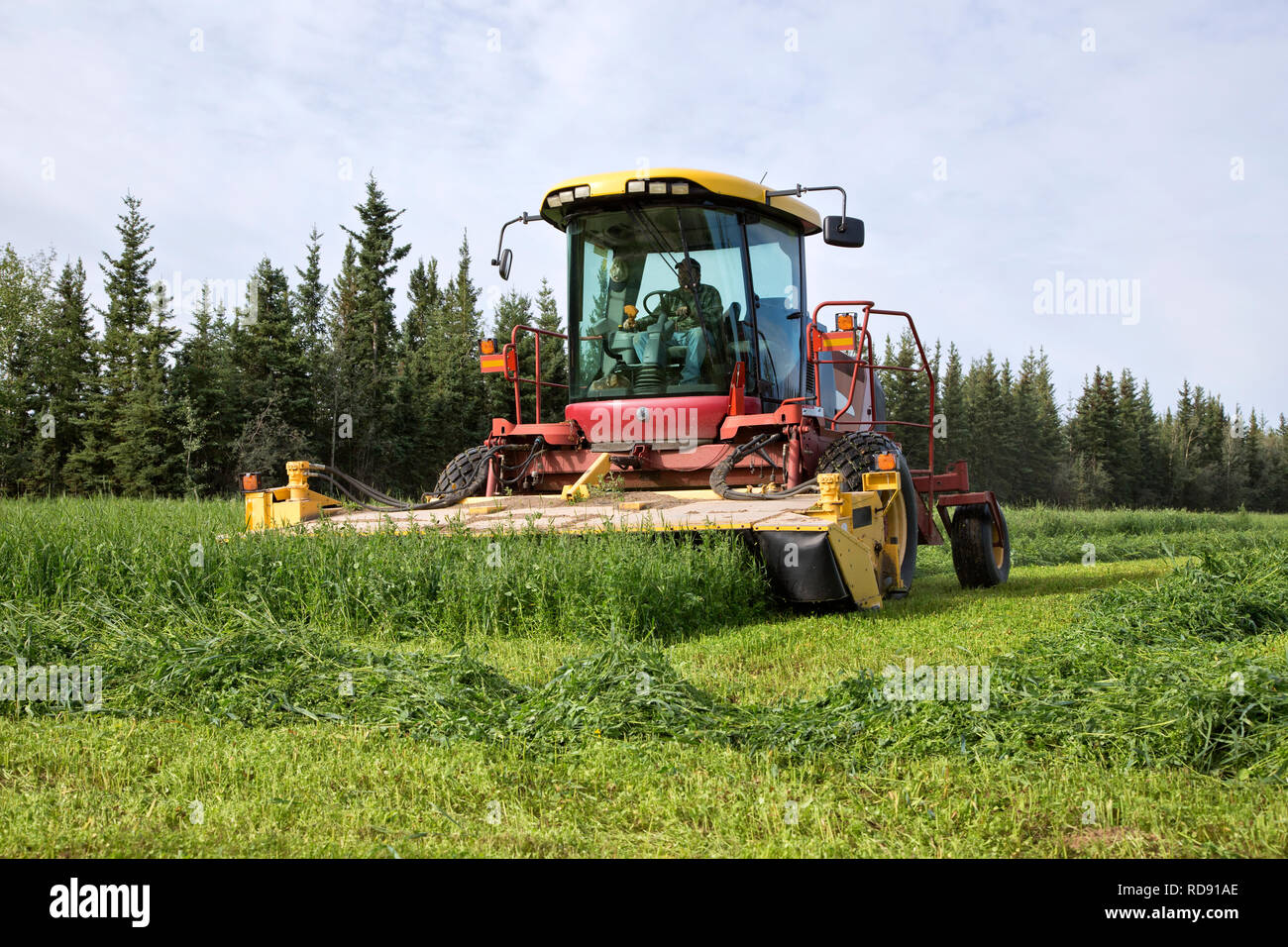 Betriebsinhaber, die Mähaufbereiter, die Ernte Erbse & Hafer Ernte. Stockfoto