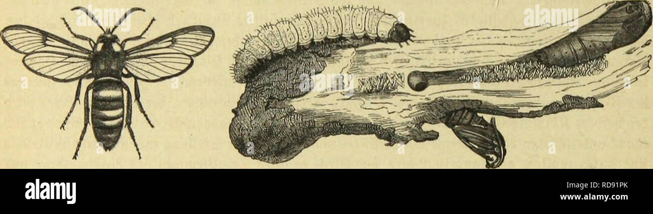 . Sterben Kämpfen, TausendfuÌssler und Spinnen. Insekten; Arthropoda. 376 © ritte Drbmmg: Â© rfimcttcvlinflc; brittc gamilie: $ oIj 6 OL) Videorecorder. @G fei Iio (5 Bemerrt, bafj Mort bic oltc Â© attung Sesia ncuerbingS in mehrere jertegt l), nnb bafj bic Â© d) toeldje inettcrlinge, jenen 9 iamen Bettelten, bebeutenb fdrtanfer im.^ Â" ititertcibc finb, aB bev I) ier a&amp; gcBilbcte, unb in einen 5 tcrlicr) en.Â £&gt; aarbufd) enbigen, roclctjcr fÃ¤cherartig toerben ausgebreitet fann, mag bcfonberS Bei ber 5 Ãaarung gefd) tcr) t. 9 II § id) cinft in Ben 9 Sfuni Jcovgenftuuben (11.) In ben Sang bev mjopifori tjÃ¼bfdjen Sesia Stockfoto