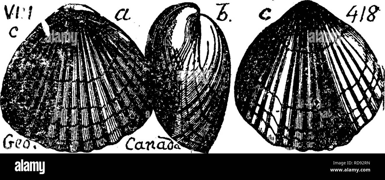 . Ein Wörterbuch der Fossilien von Pennsylvania und Nachbarstaaten in die Berichte und Kataloge der Umfrage benannt... Paläontologie. 891 Rhyn. ruptly Rundung, und an der Basis in eine leichte Erweiterungen produziert - sion. Ventrale Ventil gedrückt konvex, leicht gibbous auf etwa ein Drittel der Länge vom Apex, abrupt geschwungene zum Kardinal und Antero - basale Margen, mehr allmählich an den unteren seitlichen Rändern, immer in einem flachen Sinus, die ungefähr ein Drittel beginnt zu einem gedrückt - die Hälfte der Länge von der Schnabel; Schnabel leicht incurved, stark projiziert werden - über den Schnabel der Opposit Stockfoto