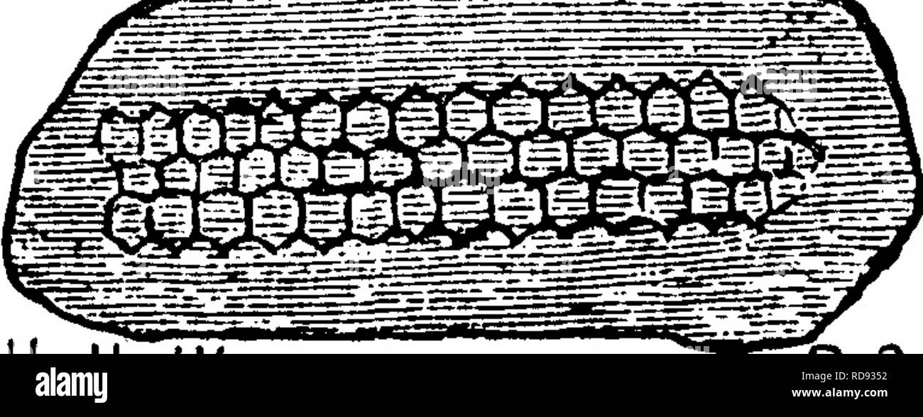 . Ein Wörterbuch der Fossilien von Pennsylvania und Nachbarstaaten in die Berichte und Kataloge der Umfrage benannt... Paläontologie. 863 Rete. und wurde zu Eetepora bezeichnet; wenn nicht eine Eetepora. Es ist ein Oor - gonia^ die DeKoninck sagt kaum abgesehen kann gesagt werden, weil die Haut in der Regel abgerissen ist und Links auf dem Stein; Goldfuss sagt, dass Oov. repisteria solch eine Haut hat. Owen dachte daher, dass seine fossilen eine Schraube Gorgonia sein könnte. XL Eetepora staminea^ Rogers' Geol., Pa., 1858, S. 817.. II c, Eetepora striata, Rogers' Geol., Pa., 1858. IIc. Retepora? In Sammlungen Stipendiaten 1876, abov Stockfoto