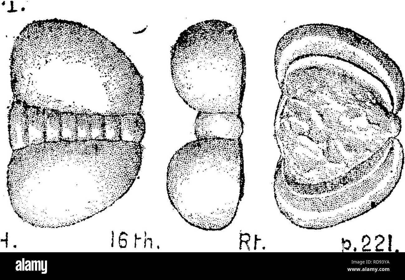 . Ein Wörterbuch der Fossilien von Pennsylvania und Nachbarstaaten in die Berichte und Kataloge der Umfrage benannt... Paläontologie. 615 Pemphi. Pemphigaspis buUata. (Halle, 16. Ein. Rt. N.Y., Cab. S. 221.) Walcott, Bull. 30, S. 154, Erläuterungen, wenn es sich um eine Spezies von Microdiscus^ werden es den Einzigen, von der oberen Cam bekannt - Brian (Potsdam) Bildung. Hinweis. Wenn ja, alle Microdisci Pemphigaspes geworden; denn, Emmons' orig-inal Trinucleus Microdiscus war. (W.) Pentacrinites Jiamptoni. Siehe Crinoid. Pentamerella Illh, arata {Pentamerus aratus; Atrypa arata; Mühle ein. Bitte beachten Sie, tha Stockfoto