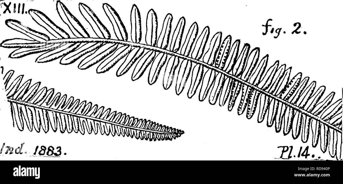 . Ein Wörterbuch der Fossilien von Pennsylvania und Nachbarstaaten in die Berichte und Kataloge der Umfrage benannt... Paläontologie. Pecop. 610 1858, Tafel 12, Abb. 1, 1 a.) Lesq. Kohle Flora, Seite 256. Ee-markably wie Alethopteris erosa; und in der Nähe von Pecopteris augustissima^ Brgt. Im Schiefer von alten Anthrazit mine hinter den Hügeln östlich von Port Carbon, Schuylkill Co., Pa.-XIII gefunden, auch unter Campbell's Ledge, Pittston. XII Pecopteris serlii. Siehe Alethopteris serlii. XIII Pecopteris sillimani, Brgt. Darlington Kohle, Q, s. 55. Pecopteris Solida. Siehe Anhang, Pecopteris squamosa, Lesq. Co Stockfoto